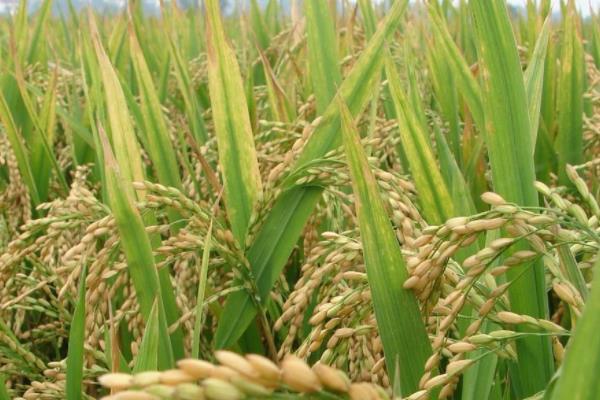 银两优822水稻品种简介，感温籼型两系杂交水稻品种