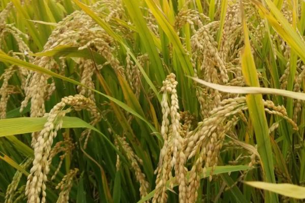 银两优822水稻品种简介，感温籼型两系杂交水稻品种