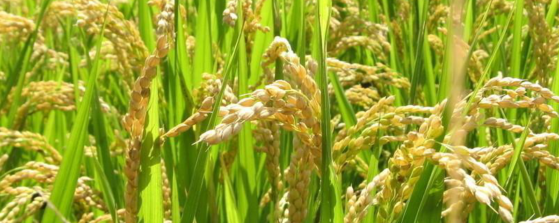 野香优华宝占水稻种简介，注意防治各种病虫害