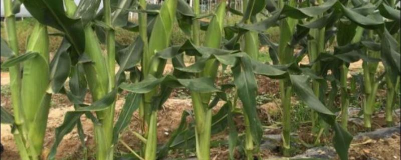 劲糯6号玉米种简介，亩植密度3300株左右