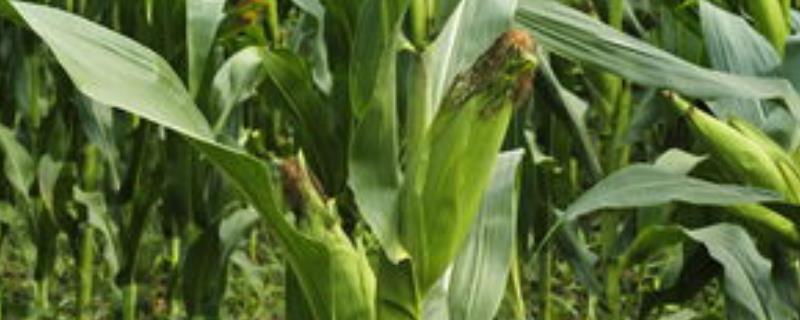 中金368玉米种子特点，亩植密度3000株左右