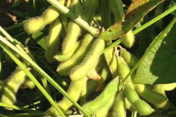中豆56大豆种子特征特性，属南方春大豆晚熟品种