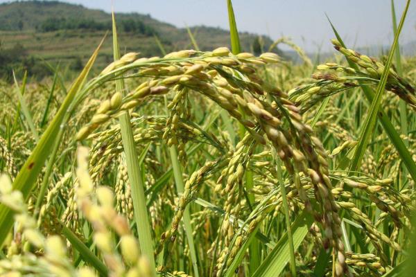 万黑香17水稻种子特征特性，异品种粒0.0%
