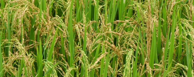 陵香优122水稻种子介绍，全生育期151～169天