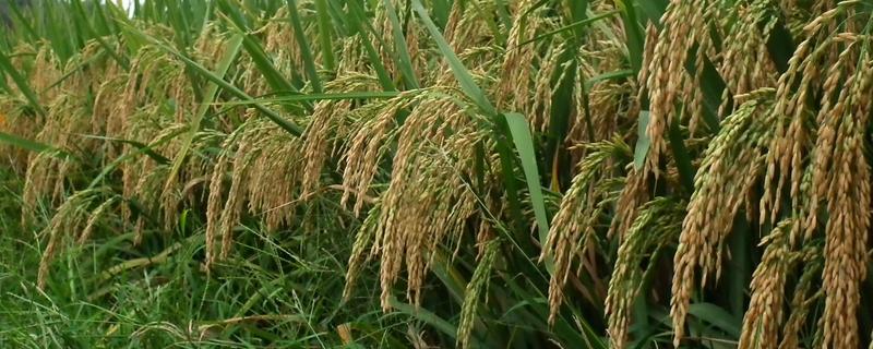宜香优45水稻品种的特性，全生育期148～168天