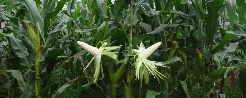 田丰998玉米种子介绍，春播平均生育期116.0天