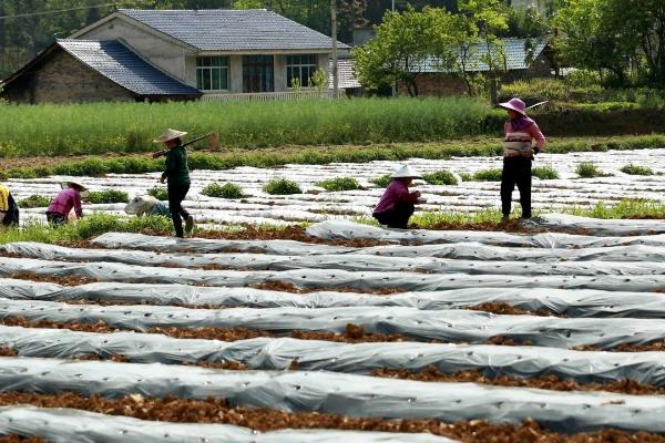 谷雨节气的农事谚语，要想庄稼好、管理要趁早