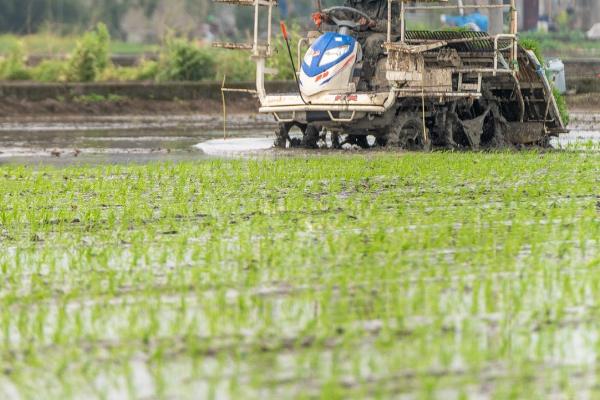 谷雨节气的农事谚语，要想庄稼好、管理要趁早