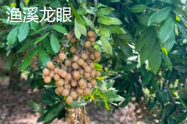 福建省福州市的水果特产有哪些，包括青山龙眼、一都枇杷、福州橄榄等种类