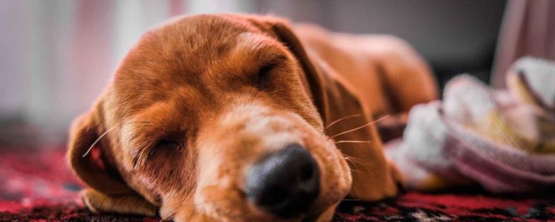 犬猫喉炎的主要表现，以剧烈咳嗽、喉部肿胀等为主要特征