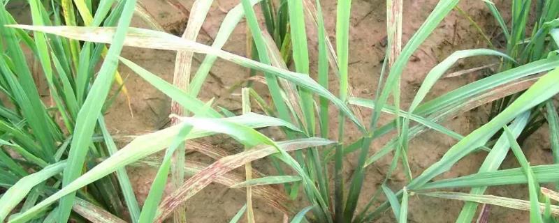 水稻叶片发红如何治疗，需根据病害类型喷施对应农药