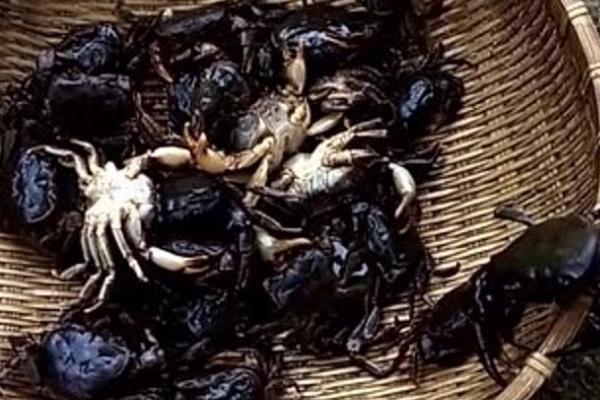 山螃蟹和河蟹的区别，生长环境和食用方法均不同