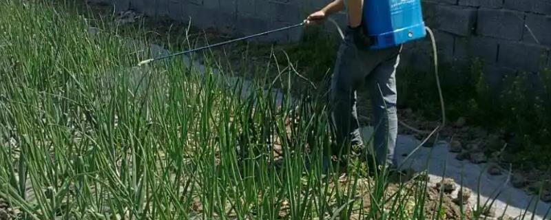 洋葱黑斑病的防治方法，病发前应防止田间积水