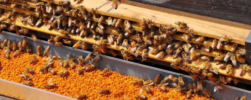 蜜蜂为什么会逃跑，可能是环境不适、缺少食物等原因所导致