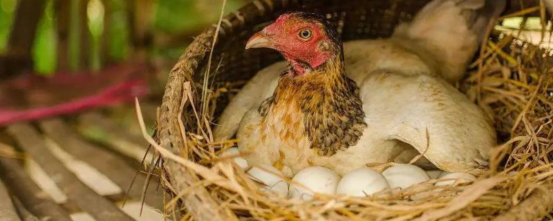 鸡为什么不下蛋，受到惊吓或光照时间太短等均会导致