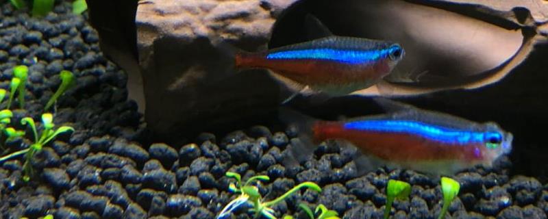 宝莲灯鱼的养殖方法，适合PH在5.5-7之间的弱酸性水体中养殖