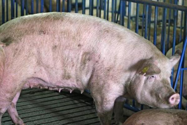 猪圆环病毒病症状，表现为猪只渐进性消瘦或生长迟缓