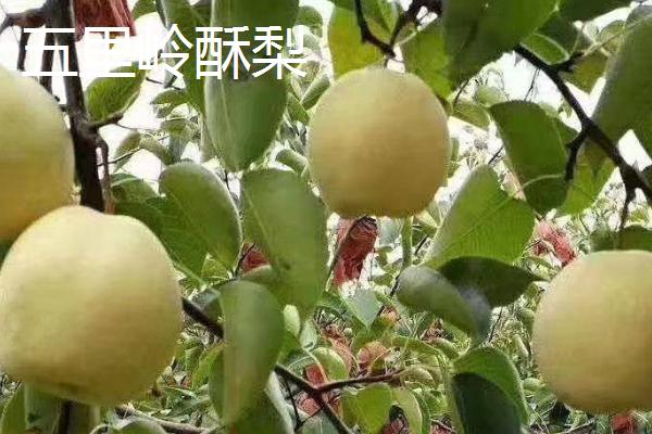 河南鲁山县的特产，张良姜种植历史悠久