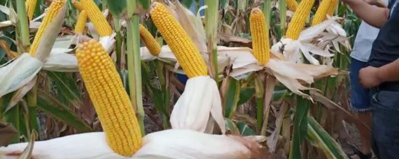 春秋219玉米品种简介，适合种植在吉林省内的中晚熟玉米区