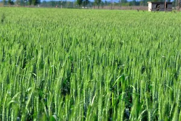 小麦死苗如何补救，缺苗断垄时可以移栽补苗