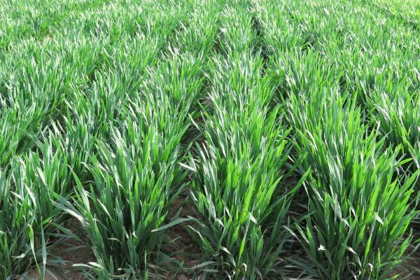 小麦死苗如何补救，缺苗断垄时可以移栽补苗