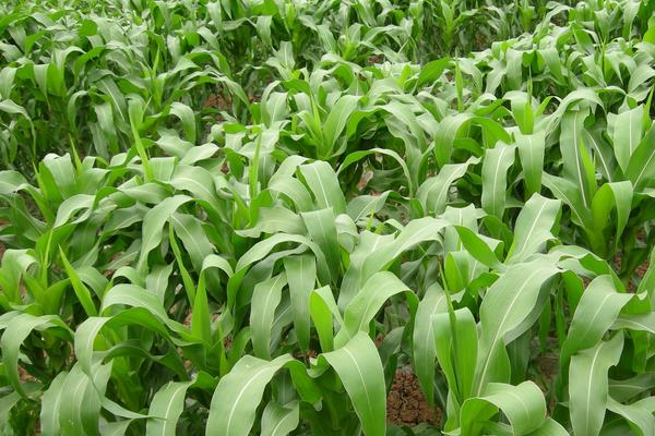 甘农211玉米种子简介，种植密度每亩5000株