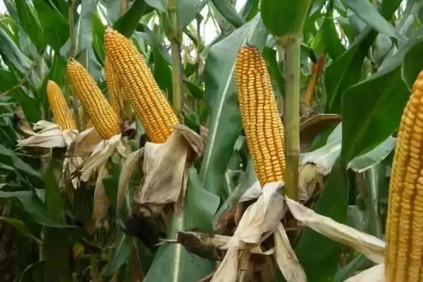 甘农211玉米种子简介，种植密度每亩5000株