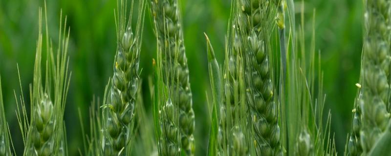 武春11号小麦品种的特性，河西灌区在3月中上旬播种