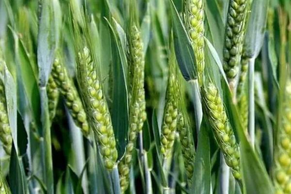 普冰297小麦种子介绍，防治病虫草害