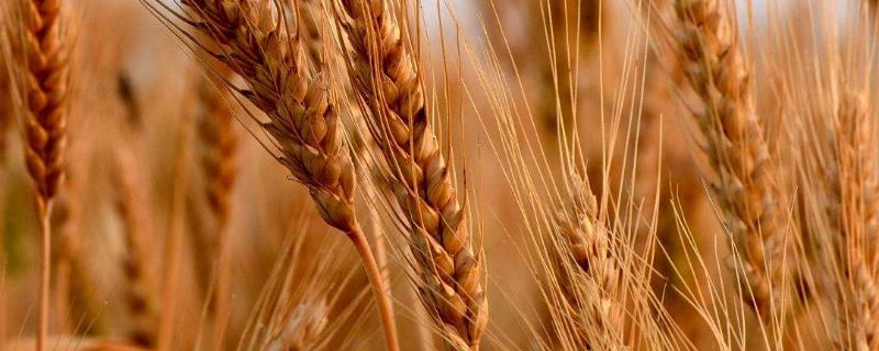 普冰297小麦种子介绍，防治病虫草害