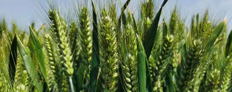 陇春45号小麦种子特征特性，中抗白粉病