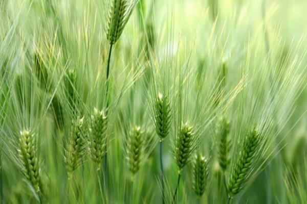 轮选158小麦种子特点，每亩适宜基本苗20万—25万