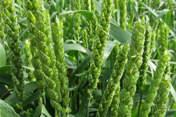 轮选158小麦种子特点，每亩适宜基本苗20万—25万