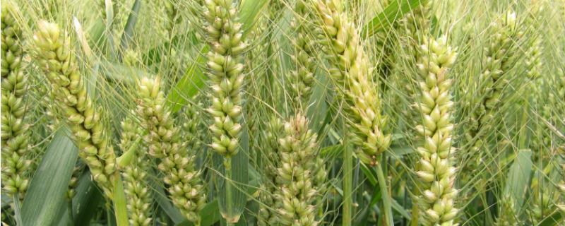 齐民21号小麦品种的特性，比对照品种济麦22熟期稍早