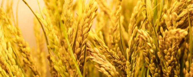 济麦379小麦品种简介，比对照品种济麦22熟期稍早