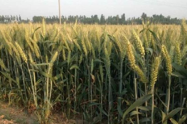 济麦379小麦品种简介，比对照品种济麦22熟期稍早