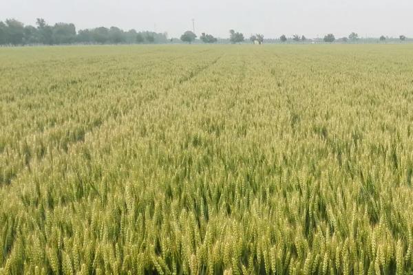 驻麦126小麦品种简介，每亩适宜基本苗14万—22万