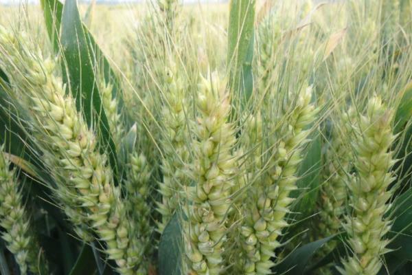 齐民17号小麦种子简介，每亩适宜基本苗18万—20万