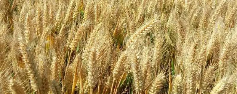 壮麦198小麦品种的特性，中后期注意防治小麦病虫害