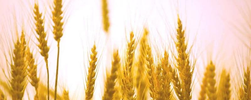 齐民16号小麦种子介绍，每亩适宜基本苗18万—20万