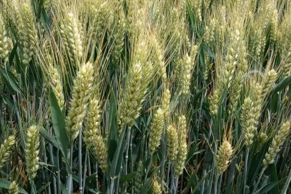 壮麦198小麦品种的特性，中后期注意防治小麦病虫害