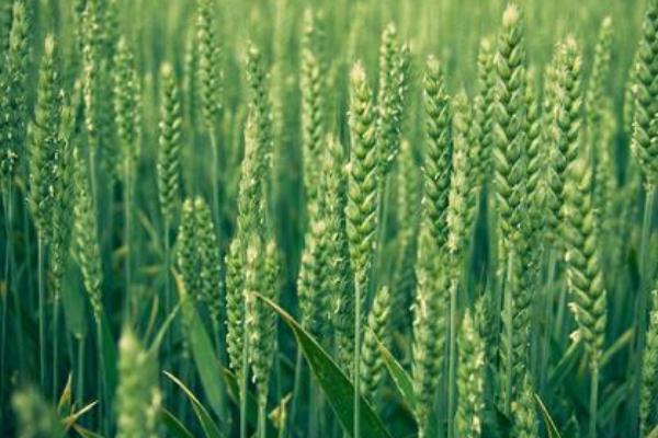 齐民16号小麦种子介绍，每亩适宜基本苗18万—20万