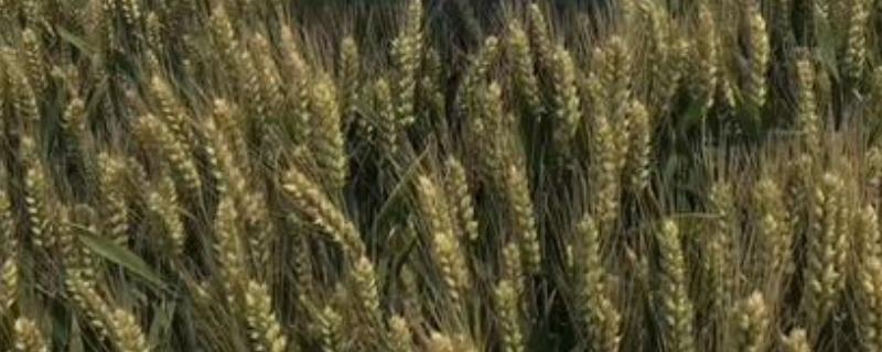 驻麦126小麦品种简介，每亩适宜基本苗14万—22万