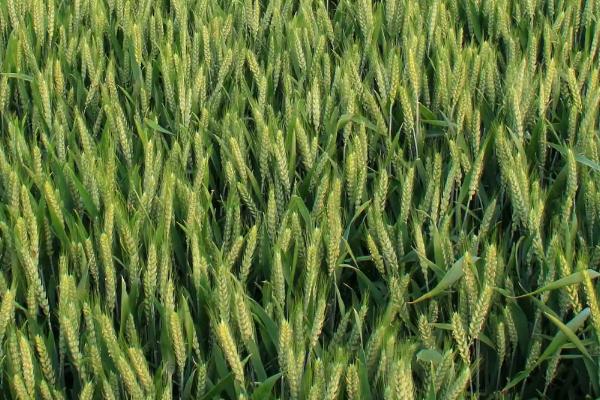 周麦42号小麦品种的特性，每亩适宜基本苗16万—20万