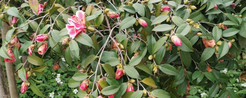 茶花根烂的原因，盆土、浇水、施肥不当均会导致