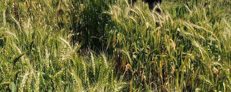 垦星7号小麦种子简介，每亩适宜基本苗15万—20万