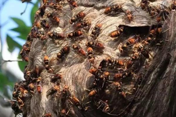 蜂冬天会冻死吗，取决于蜂种