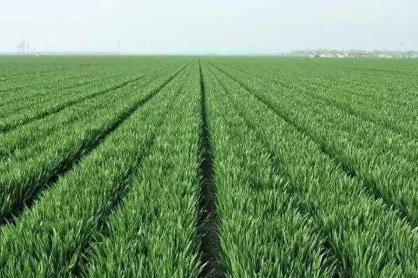 新科麦170小麦种子简介，每亩适宜基本苗14万—22万