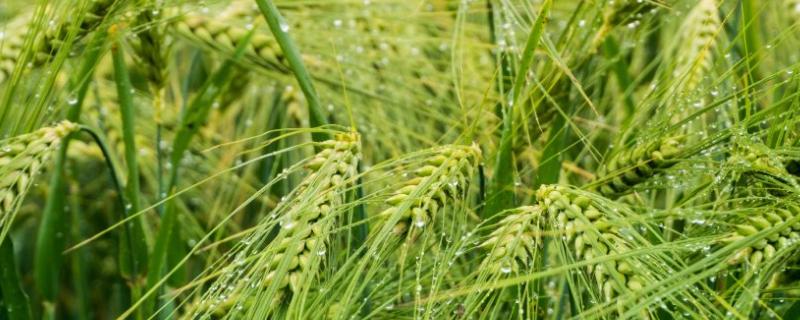 百农607小麦品种的特性，与对照品种周麦18熟期相当
