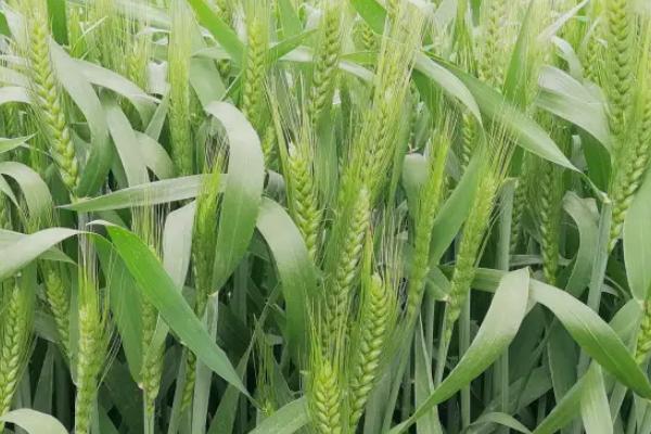 西农587小麦种子介绍，适宜播种期10月中下旬